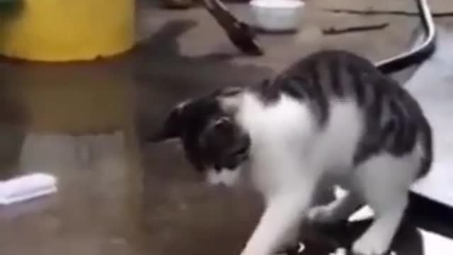 funny animals videos try not to laugh 2021