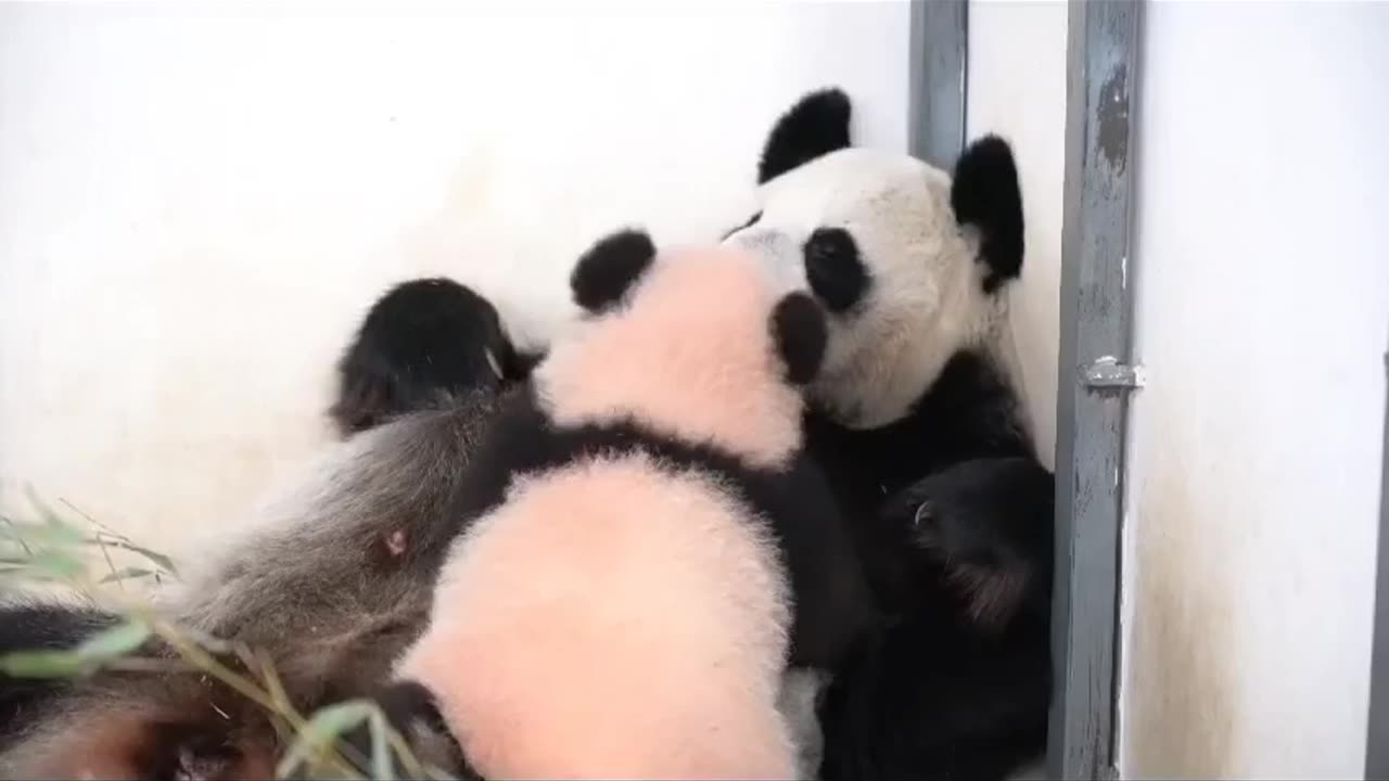 Mama and baby time bonding Pandas