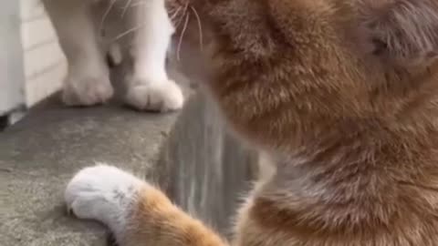 Cats video funny videos