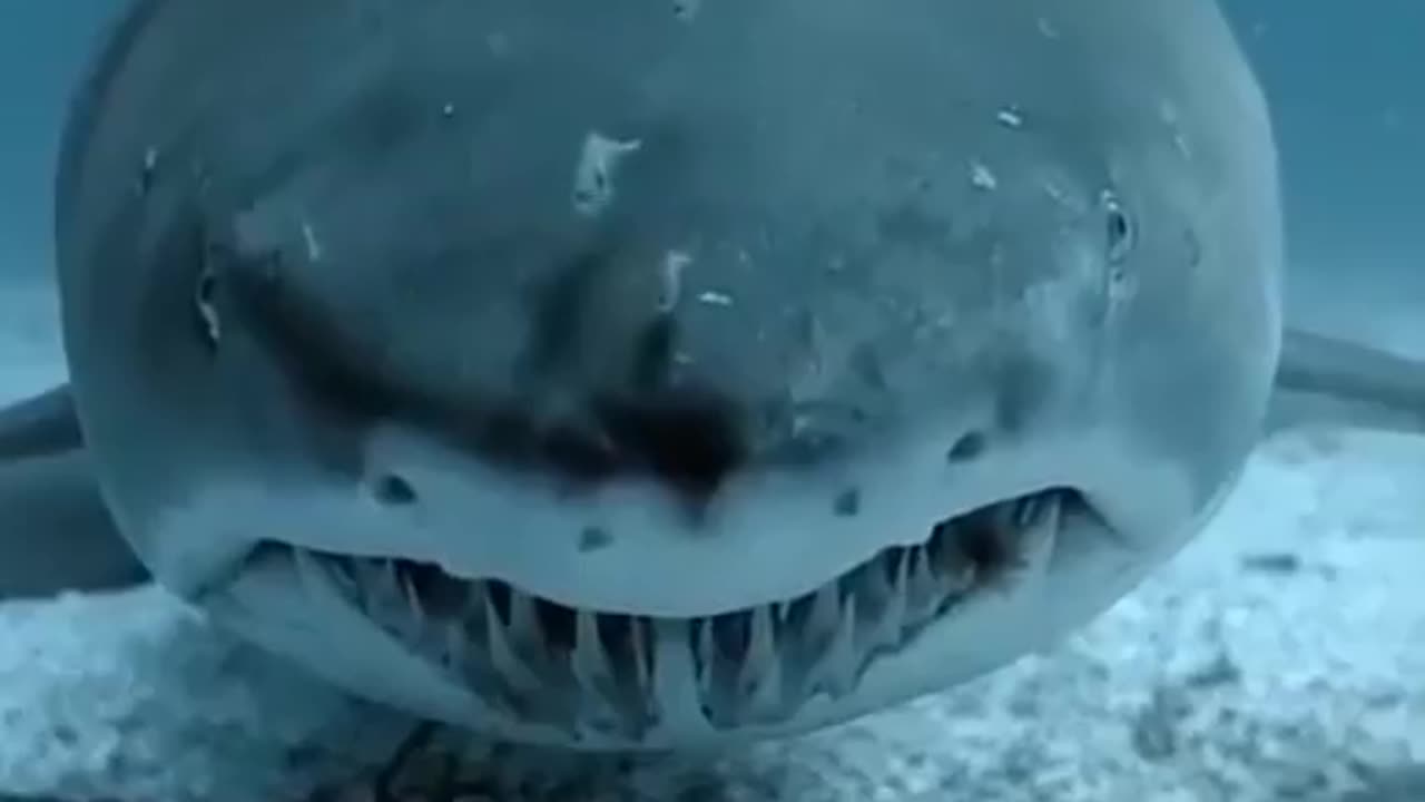 Shark