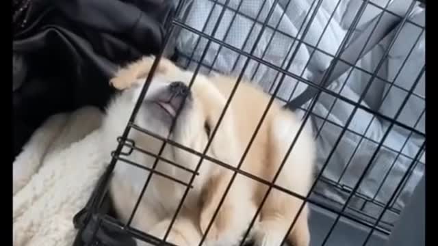 Its snoot👃🤣