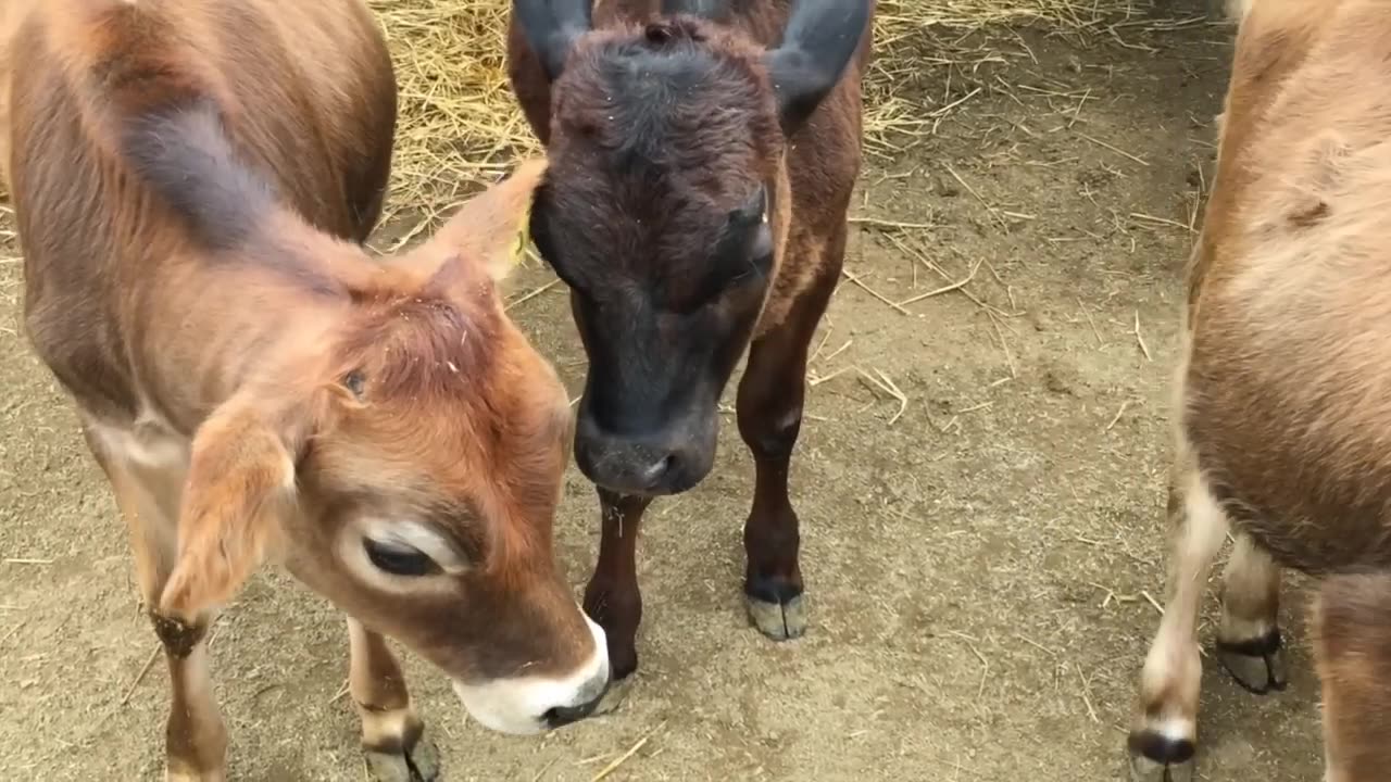 HAPPY COWS DANCING, RUNNING, SKIPPING OUT, AND JUMPING IN THE FIELD VIDEO