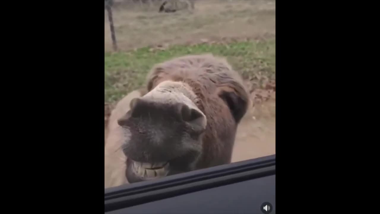 animal funny video