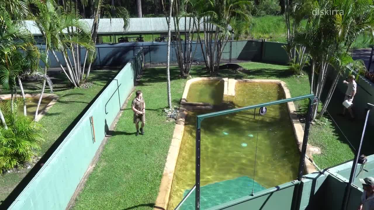 Scrappa Chasing Robert Irwin Around His Enclosure _ Australia Zoo