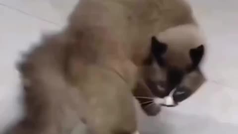 Funny cat acting 😂😂 cat funny moments