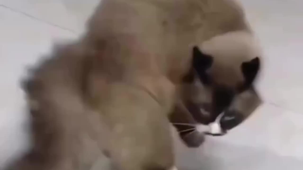 Funny cat acting 😂😂 cat funny moments