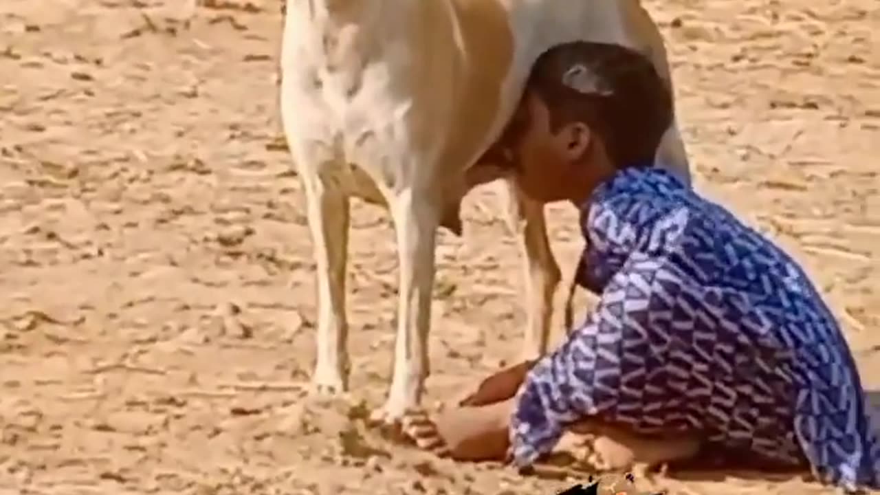 A child drinking dog's milk