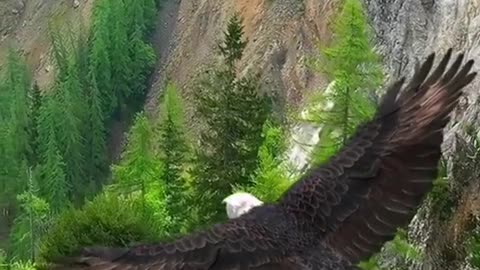 Bald eagles are wild animals