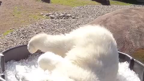 Polar Bear Nora Plays In A Tub Of Ice