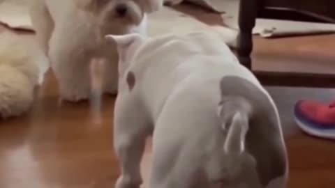 Is the dog dancing standing up?