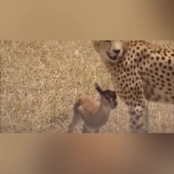 Leopard killing deer cub sad scene.