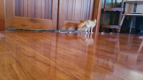 When I Leave My Fox for 2 minutes