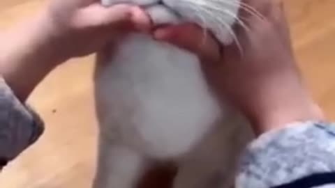 Funny cute video, Cat angry video ,cute cat