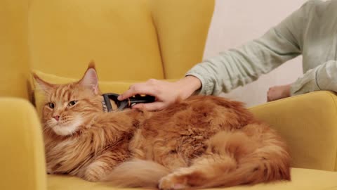 How to stop cat’s hair fall |cat hair fall solutions |grooming |spa | cat shedding |cat grooming