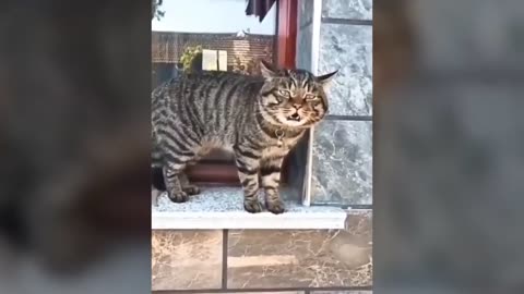 Funny cats talking