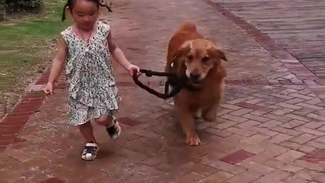 Dog stopped the two kids from fighting🤗 Golden retriever enjoying child massage😚