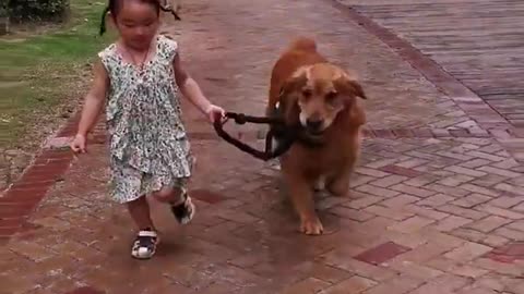 Dog stopped the two kids from fighting🤗 Golden retriever enjoying child massage😚