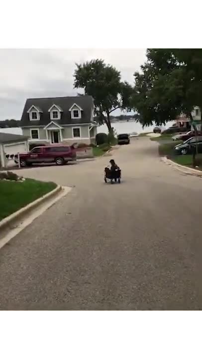 amazing funny Video Clips #shorts (166)