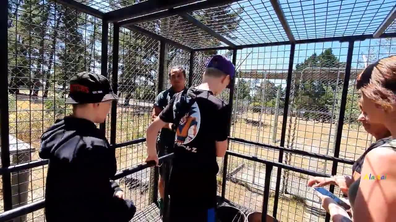 Ride in a special cage cart to see the lions