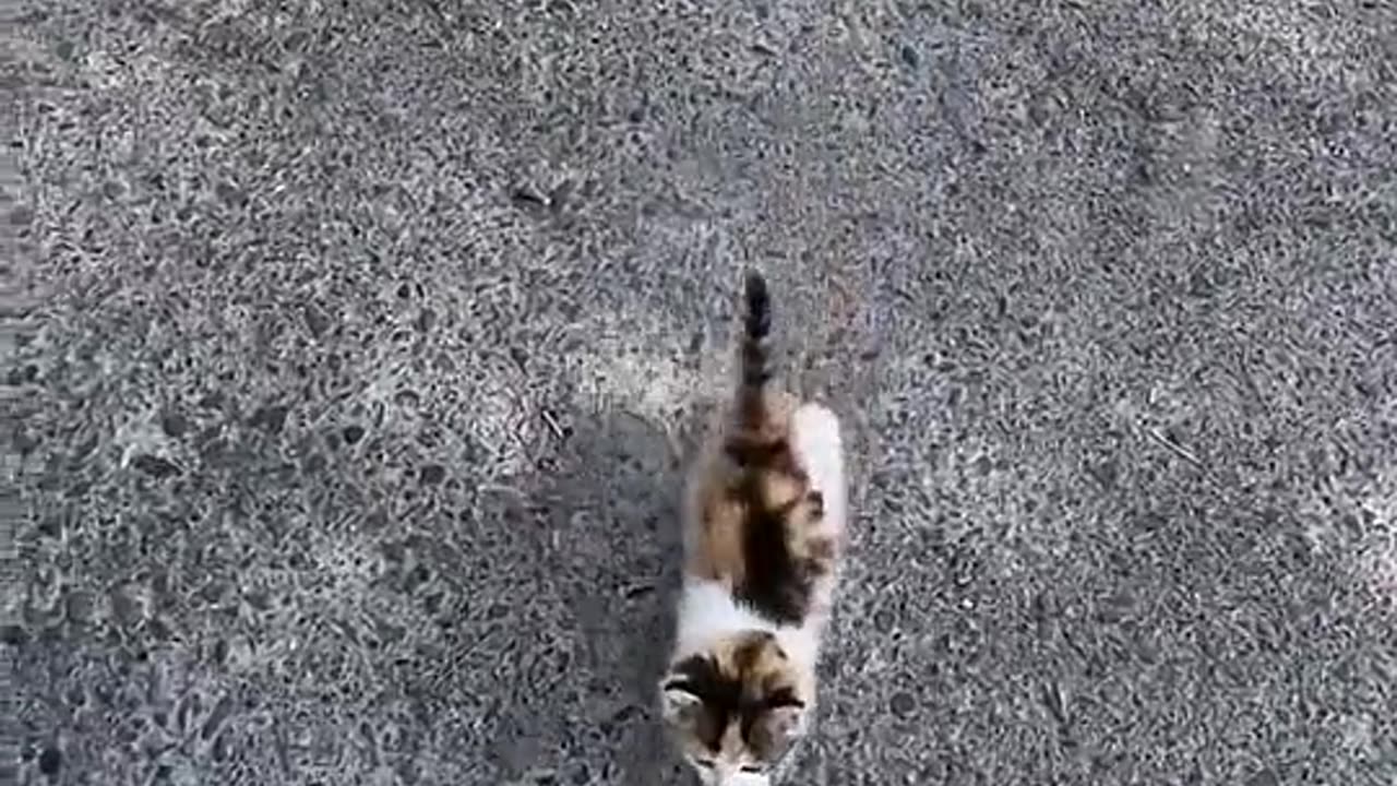 Kitti Cat
