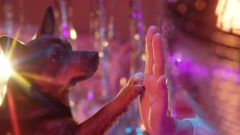 dog enjoying with his owner