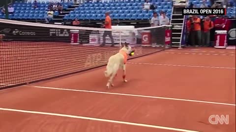 Street dogs retrieve balls during tennis tournament