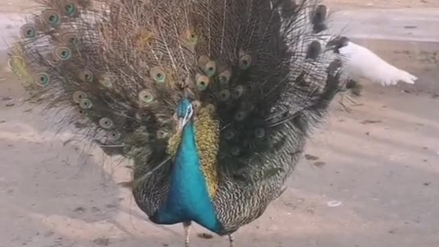 The peacock opens its little screen