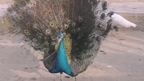 The peacock opens its little screen