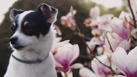 ADORABLE AND HAPPY DOG WITH FLOWER