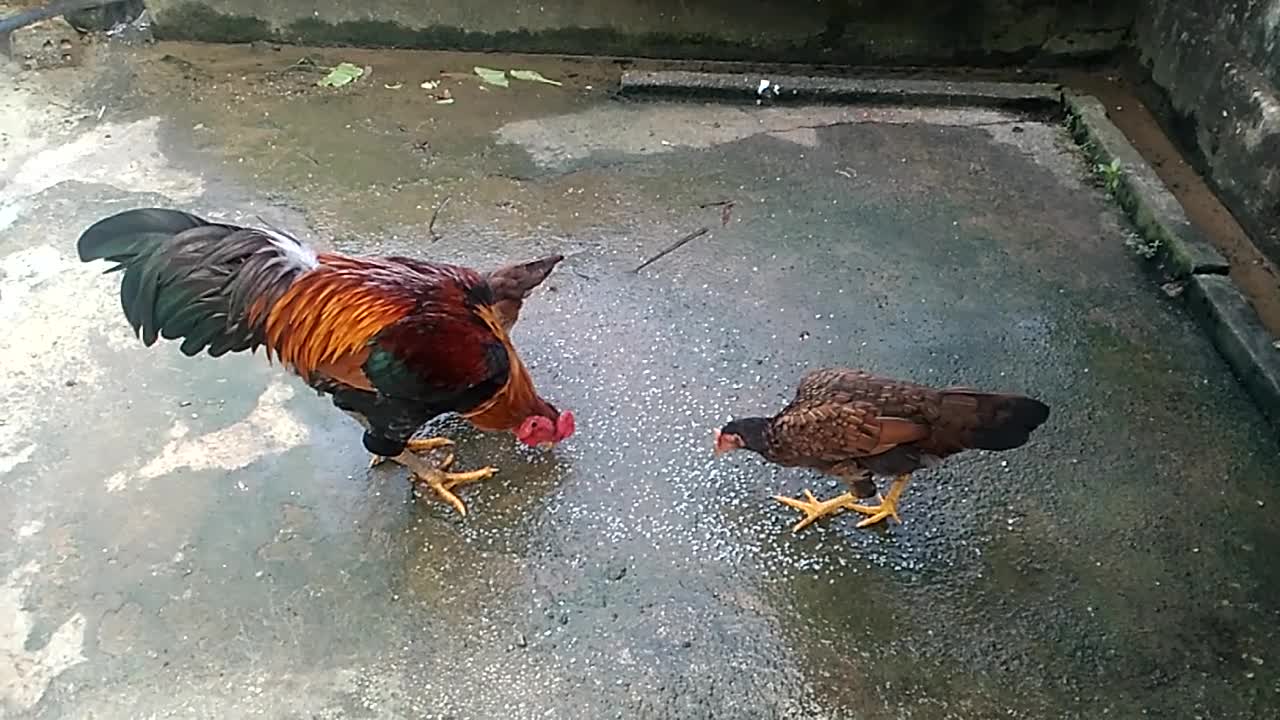 To begin the courtship display , some of the rooster dance circles around the hen