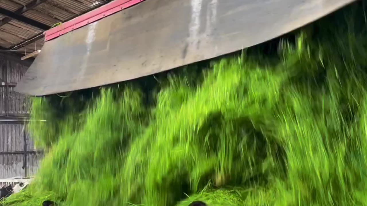 CRC vídeos curiosos