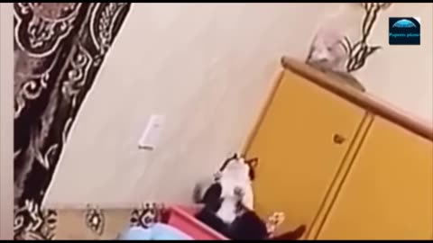 Funny Animal Videos 2023- Funniest Cats and Dogs