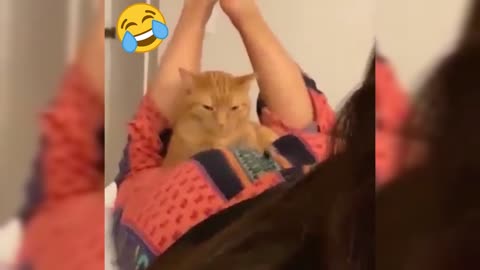 Gatito Travieso