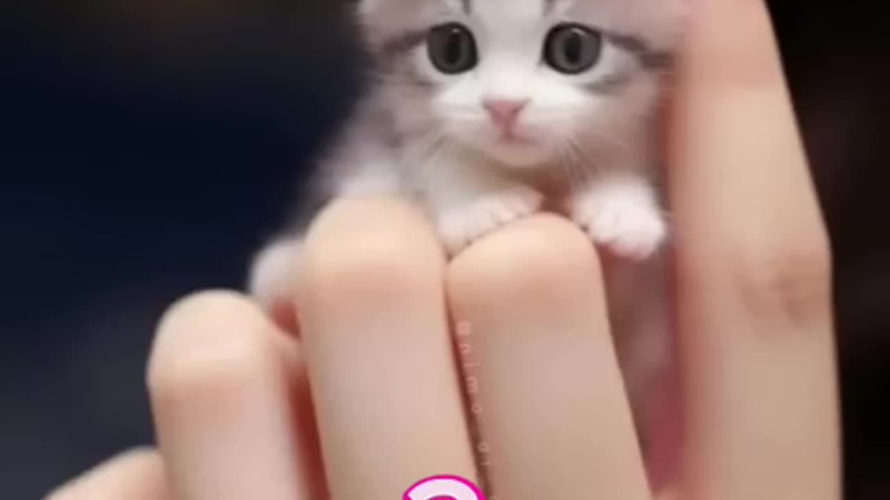 Cat amazing video,small funny cat,pussy