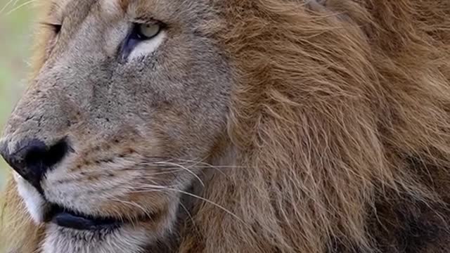 The male lion and the big cat are very domineering