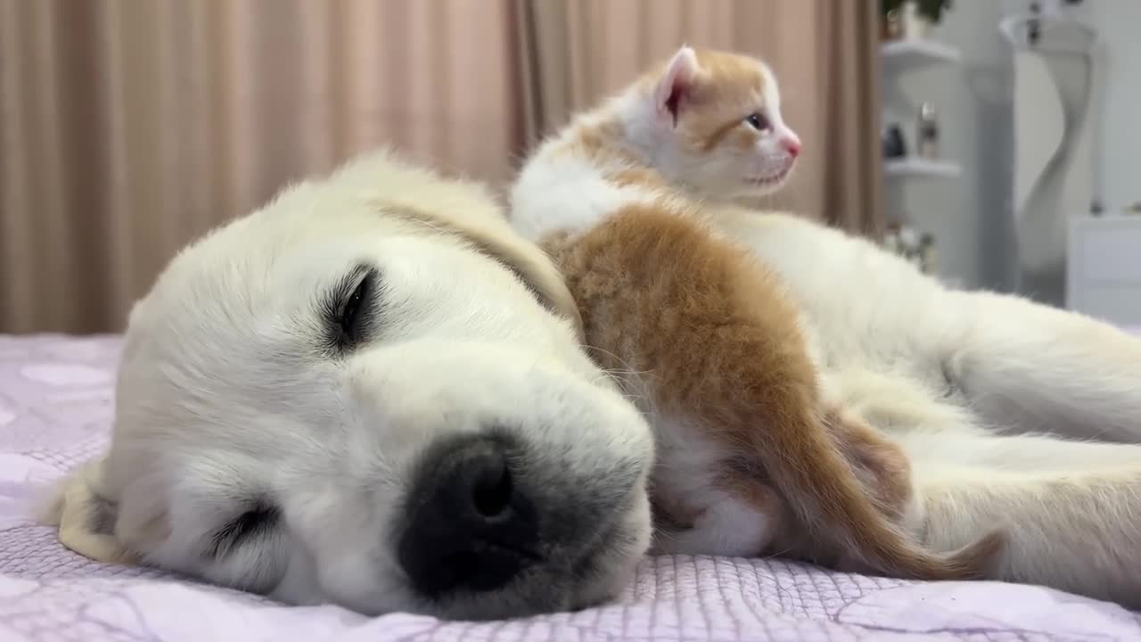 Tiny Kitten Wakes Up Golden Retriever Puppy