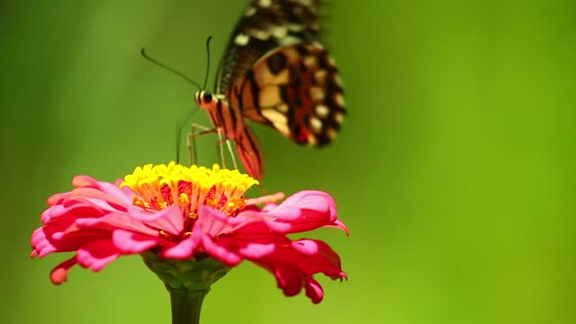 A butterfly landing on a flower