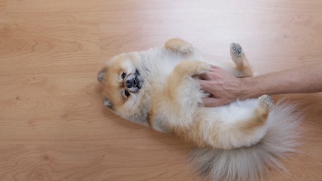 A Person Rubbing a Dog's Belly bast video