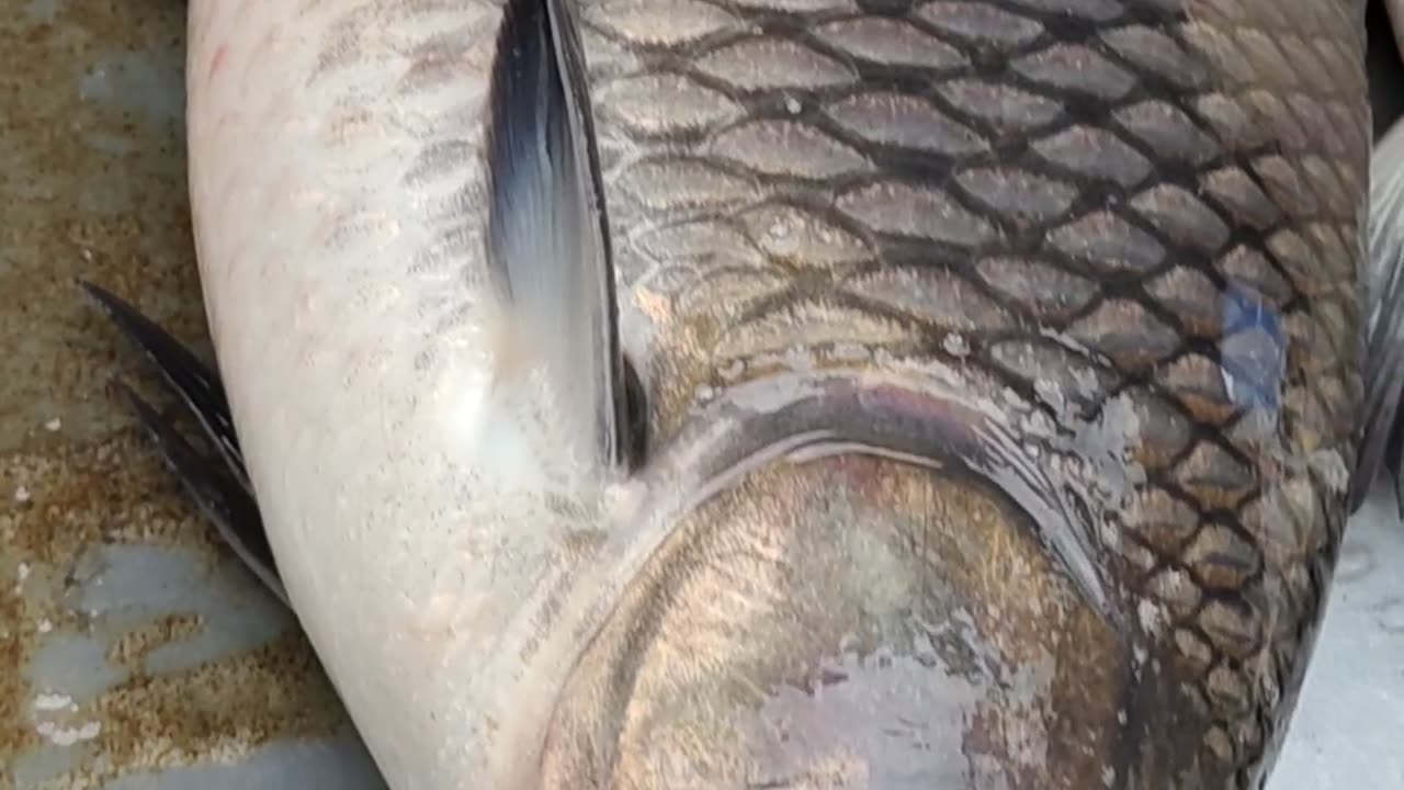 kalibous fish beast video in fish market#shorts