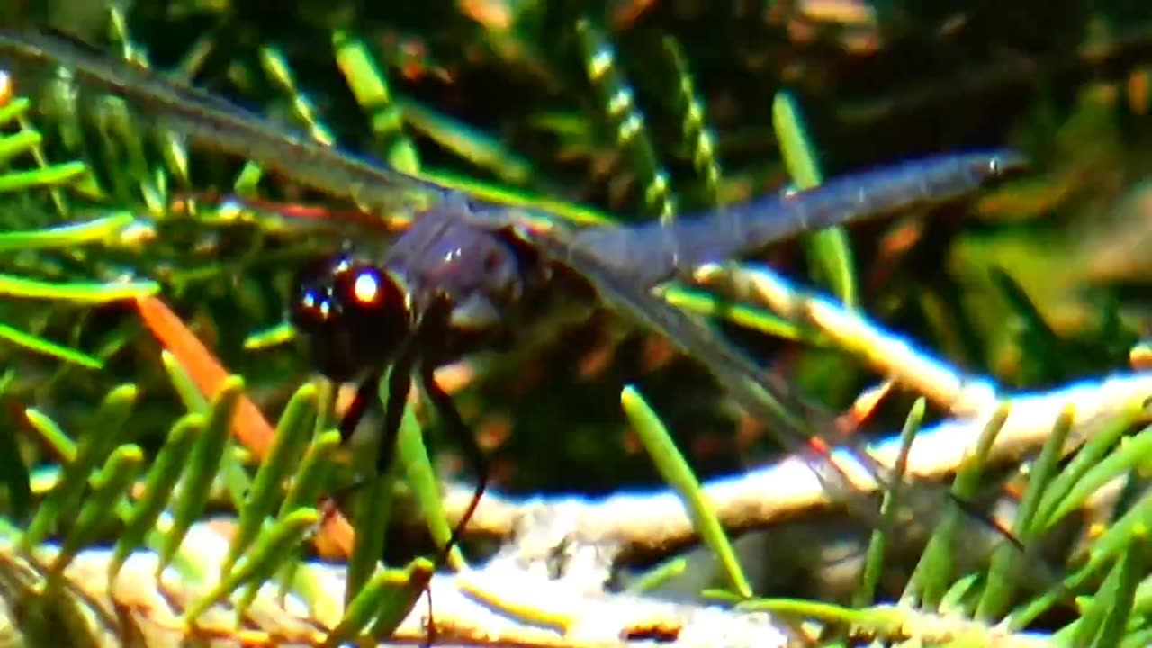 Dragonfly