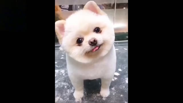 Funny & Cute Pets
