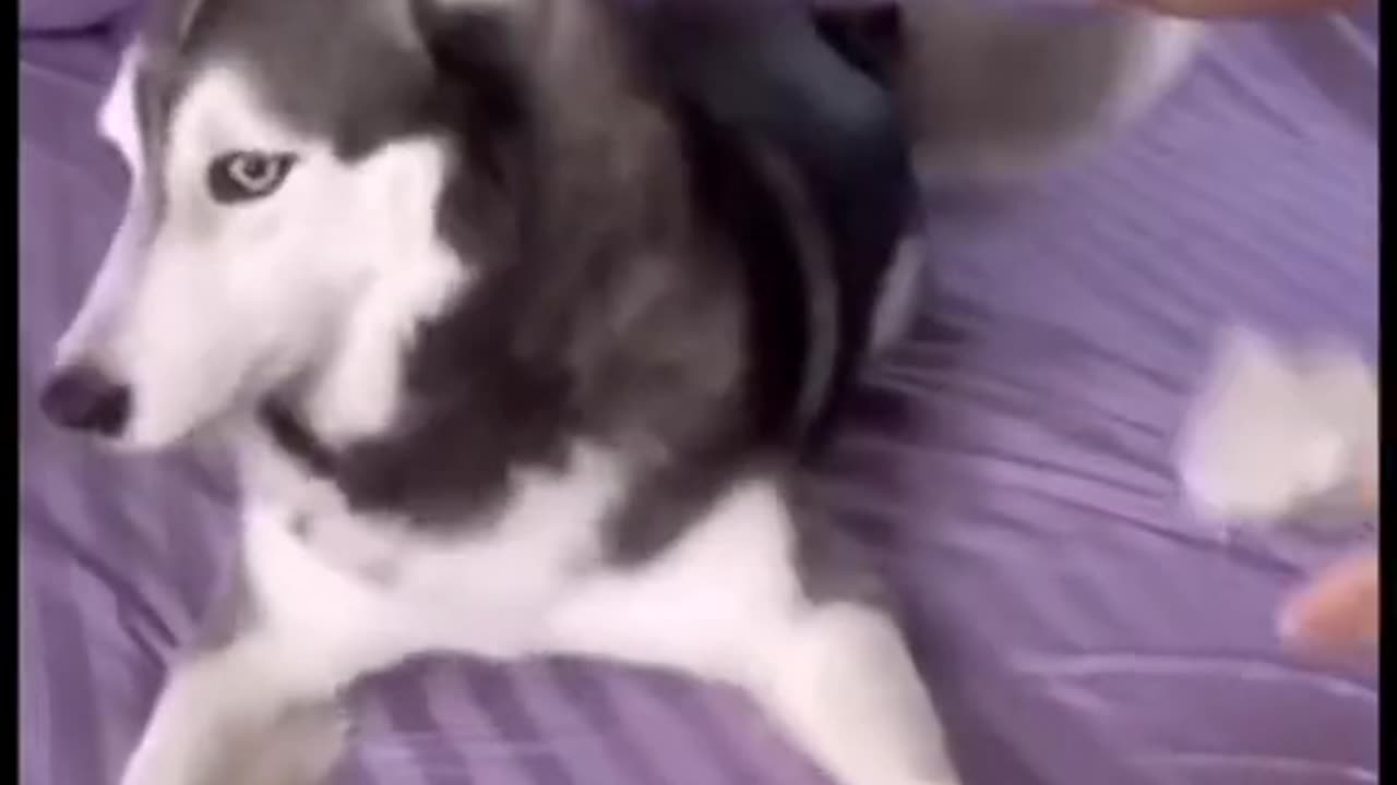 Funny episode 01