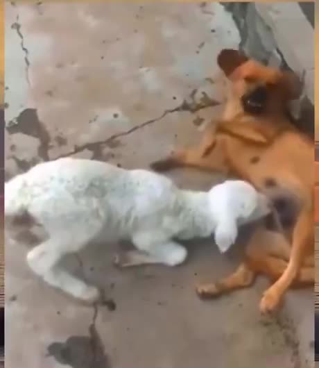 How Zelensky wants American & European tax money