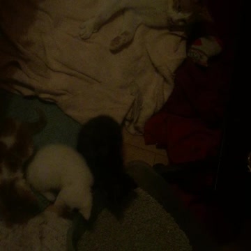 30 Day Old Kittens Meet The Litter Box