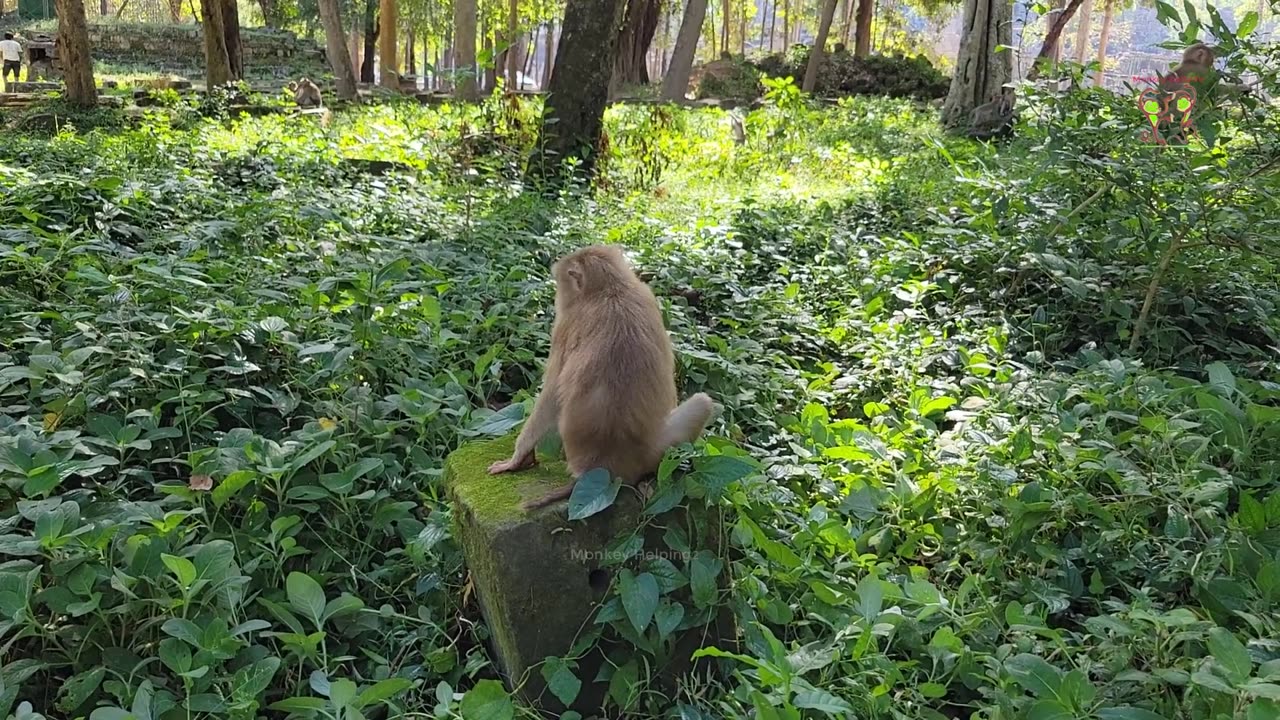 Joyful Moments: Adorable Monkey Playing and Having Fun Together