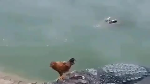 This is a beautiful and charming water-dwelling species