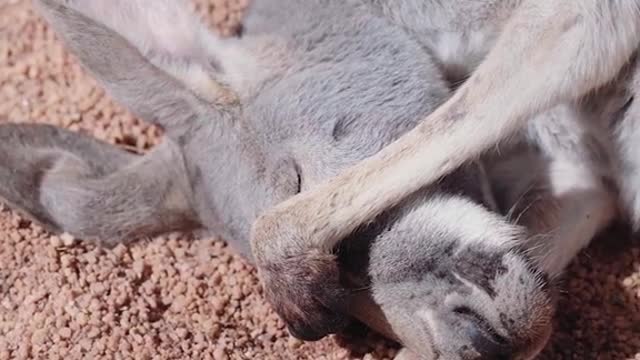 A group of kangaroos basking in the sun