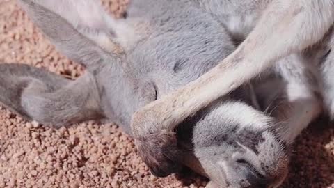 A group of kangaroos basking in the sun