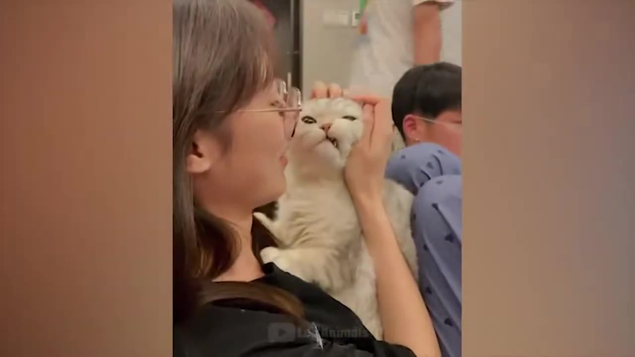 Funniest dogs and cats