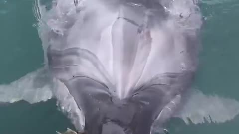 A dolphin gives a fish to someone